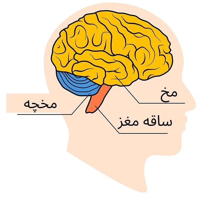 قسمت های اصلی مغز